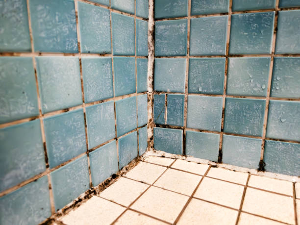 Best Forensic Mold Investigation  in Dillon, CO