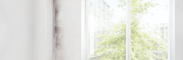 Best Water Damage & Mold Remediation  in Dillon, CO