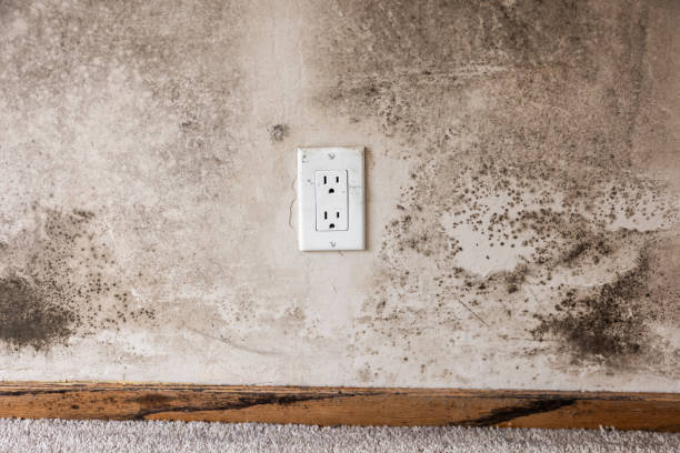 Mold Removal for HVAC Installations in Dillon, CO