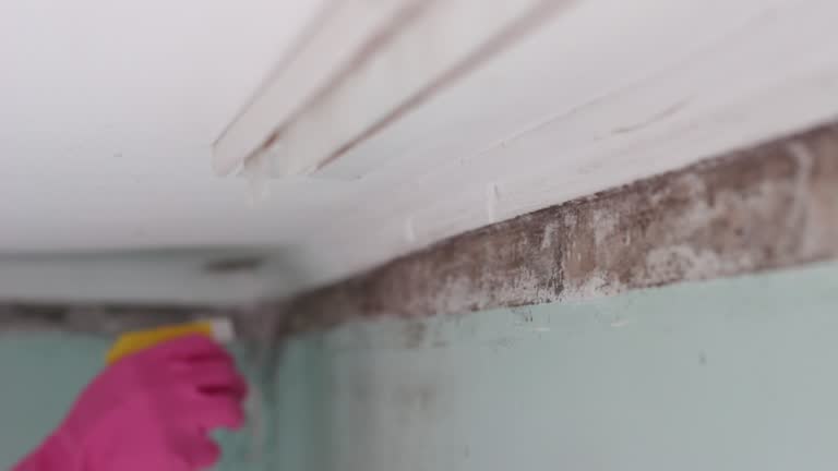 Best Mold Remediation for Healthcare Facilities  in Dillon, CO