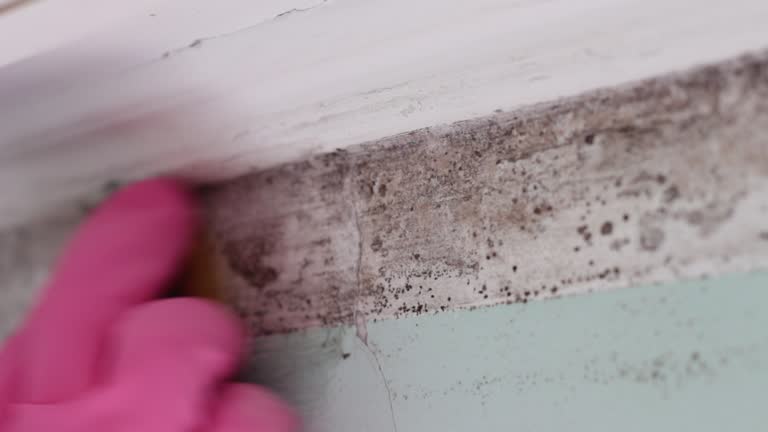 Best Commercial Mold Inspection  in Dillon, CO